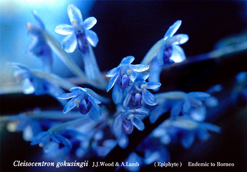 【中古】 江尻光一の洋ラン教室/国際地学協会/江尻光一 オ－キッドピ－プル